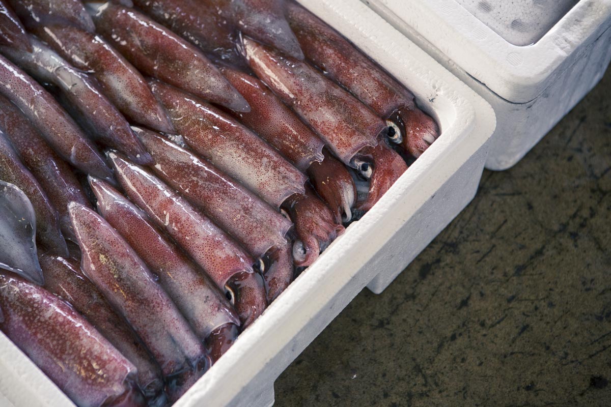 鮮魚セット