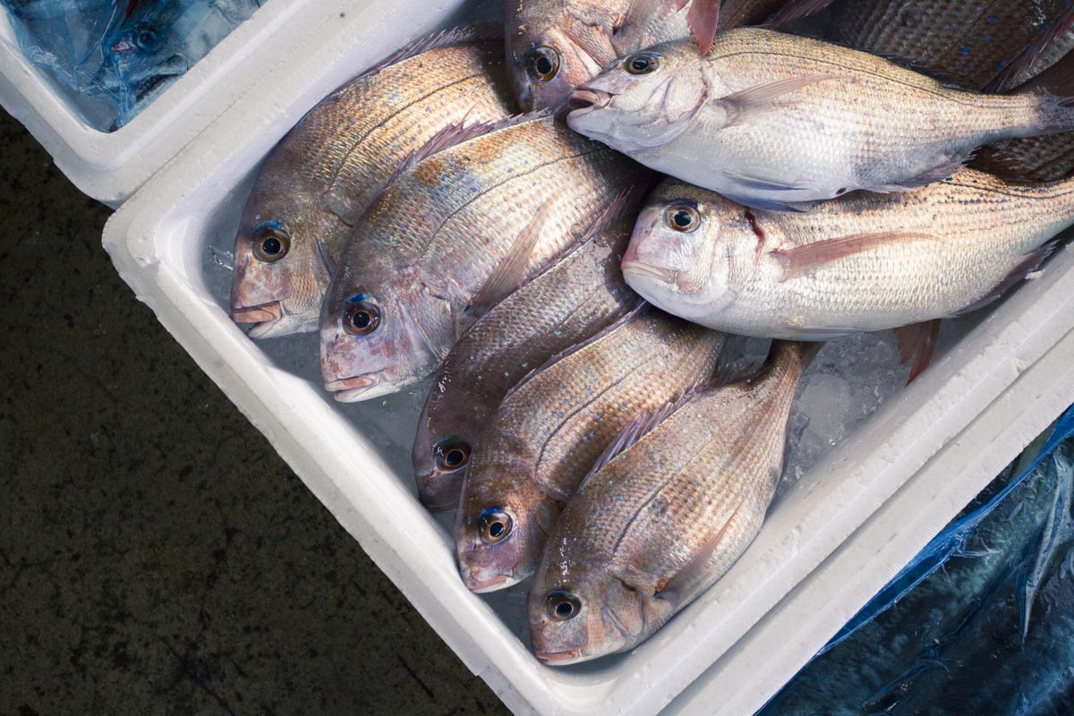鮮魚セット